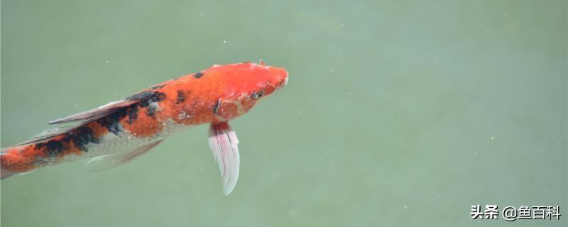 鱼池水浑浊发黄怎么变清澈了，如何让鱼池的水清澈见底