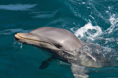 海豚能活多久多少年，海洋生物海豚介绍资料大全