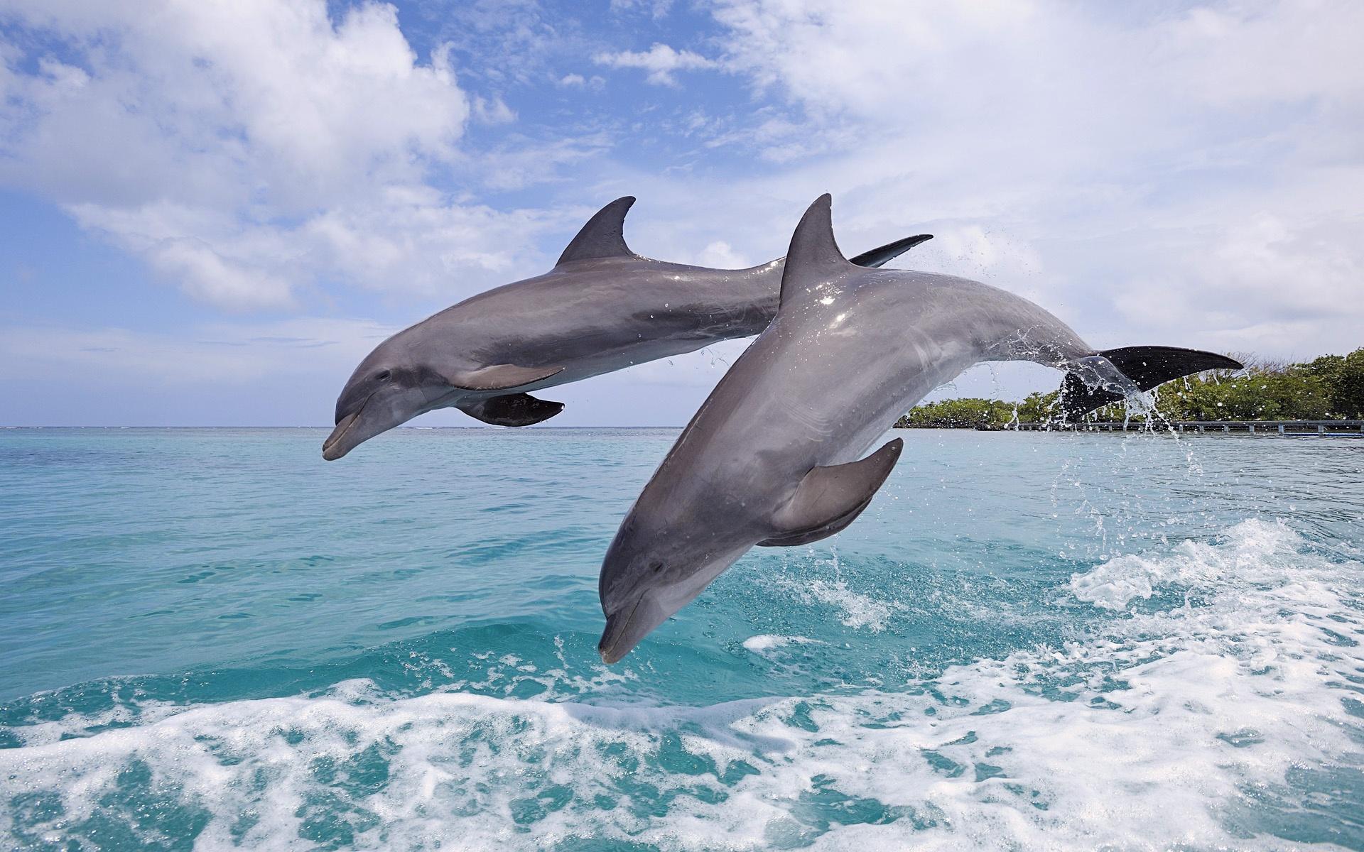 海豚能活多久多少年，海洋生物海豚介绍资料大全