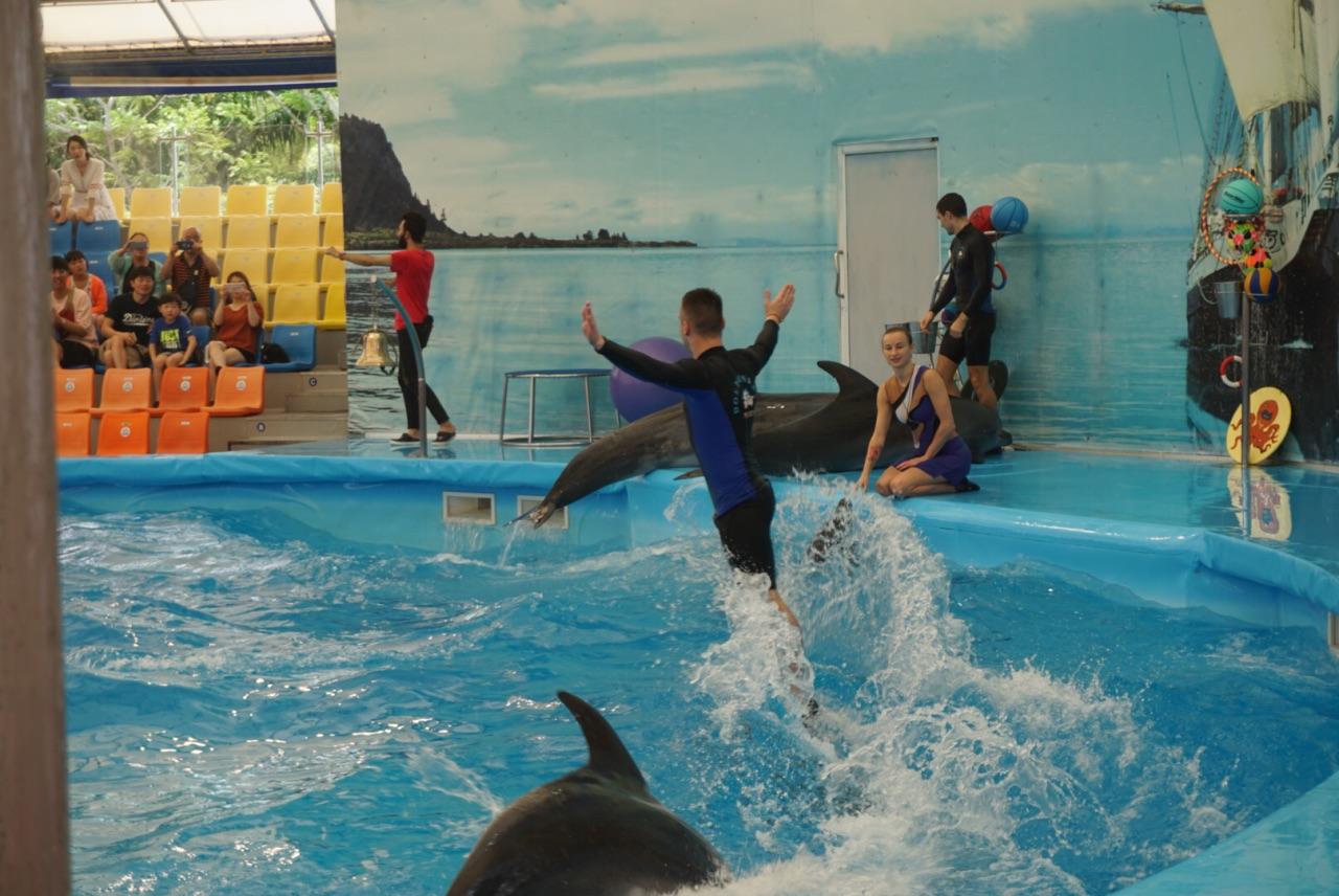 海豚能活多久多少年，海洋生物海豚介绍资料大全