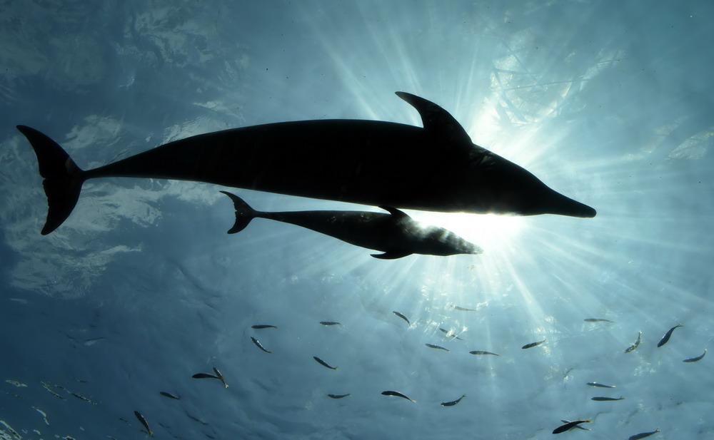 海豚能活多久多少年，海洋生物海豚介绍资料大全