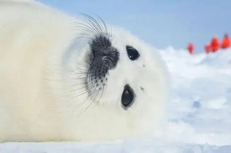 海獭可以养吗有毒吗，什么动物养起来不麻烦