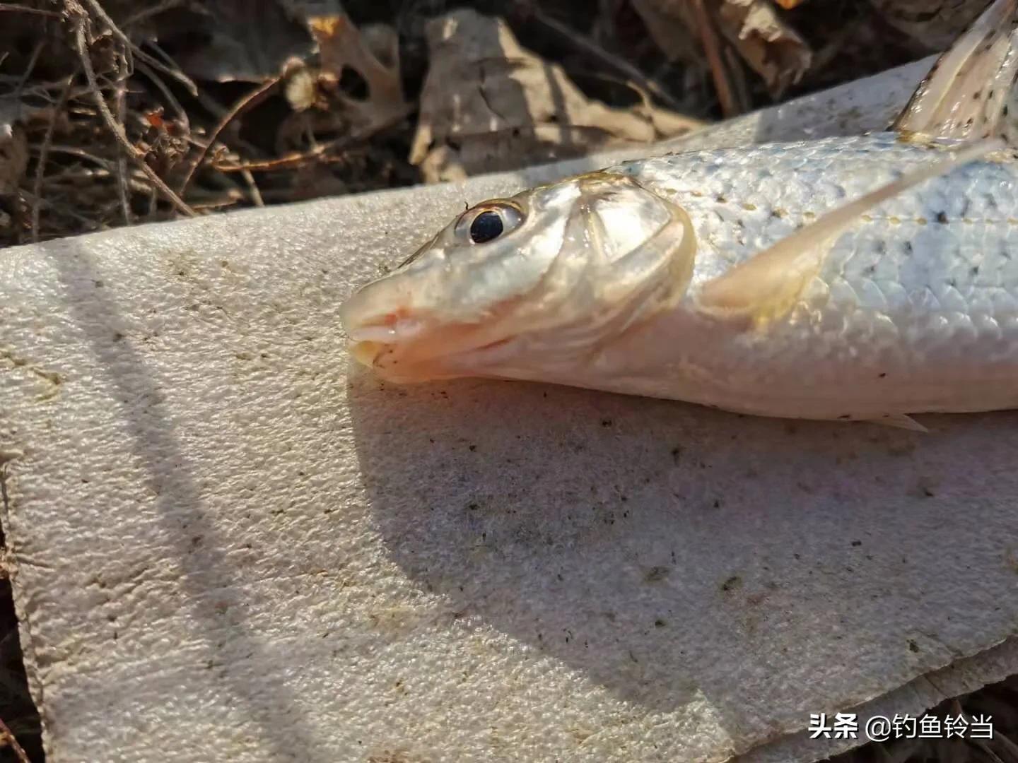 重唇鱼和花骨鱼的区别是什么，钓花骨鱼绝招是什么