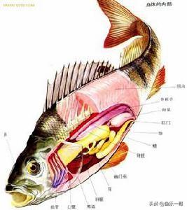 淡水鱼种类大全图片 名称，吃的淡水鱼的种类有哪些品种