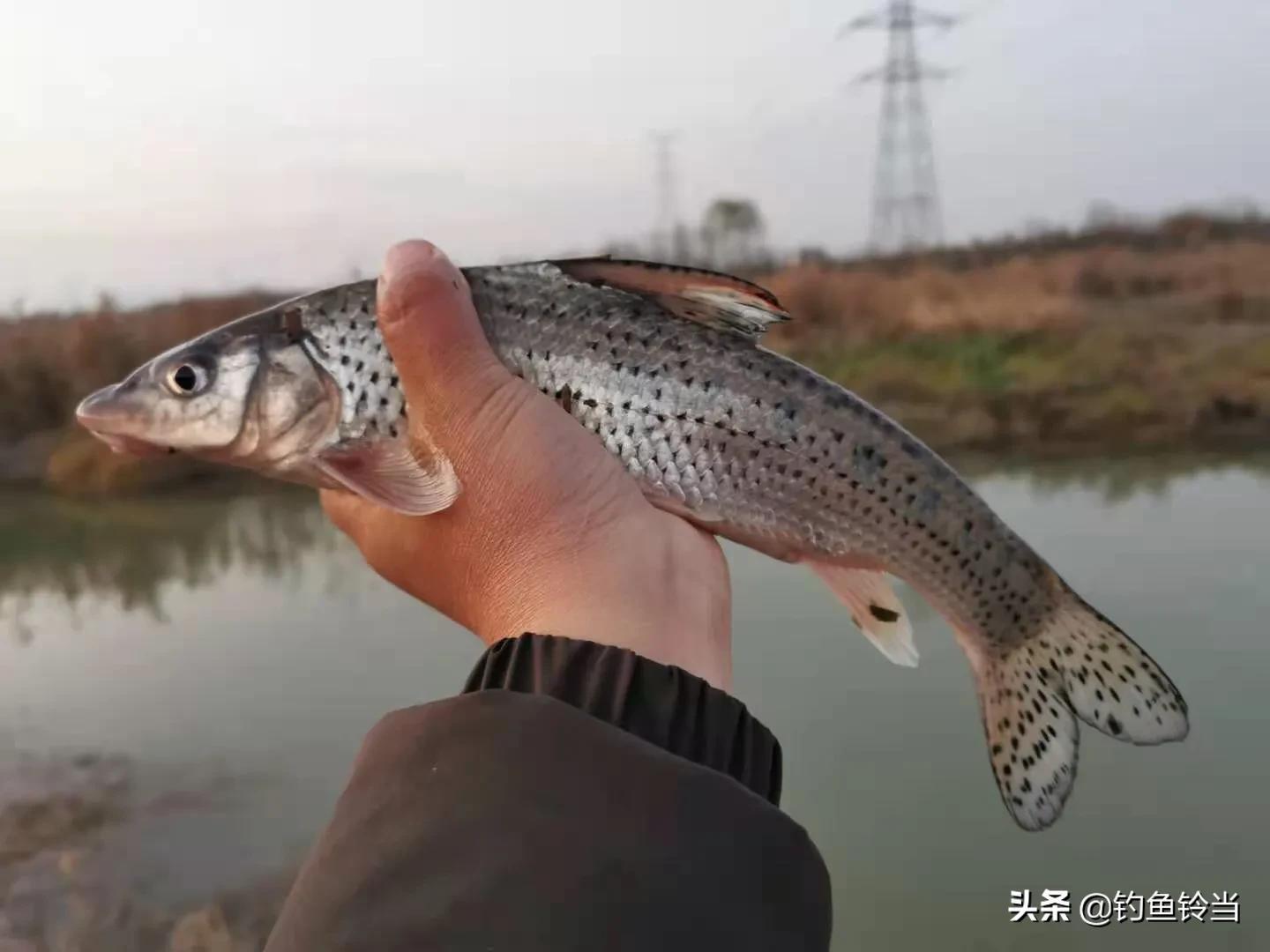 重唇鱼和花骨鱼的区别是什么，钓花骨鱼绝招是什么