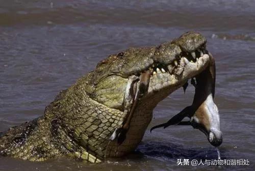 湾鳄vs尼罗鳄的区别，尼罗鳄和湾鳄哪个厉害些