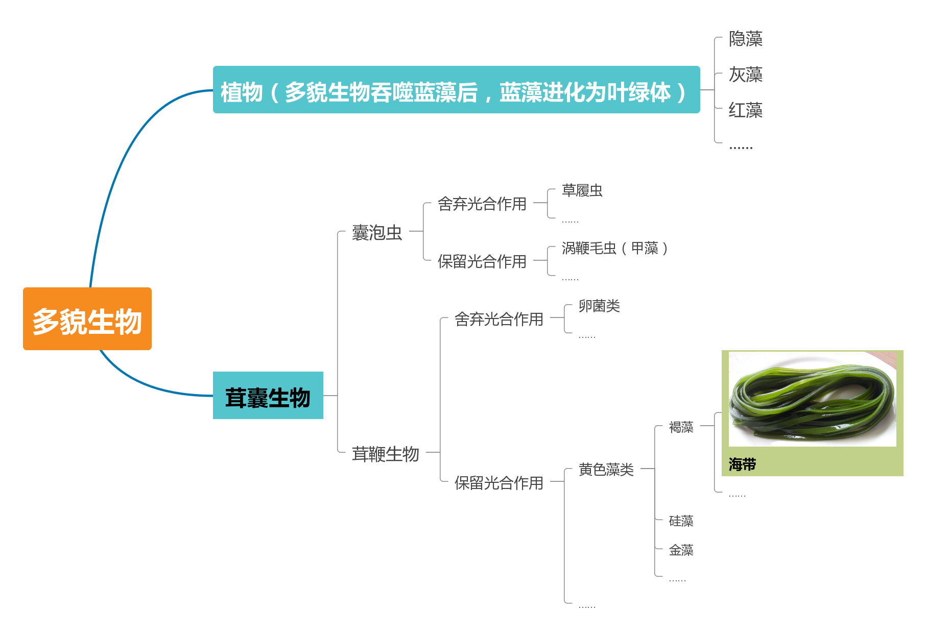 海带是动物还是植物，海带属于什么类群植物