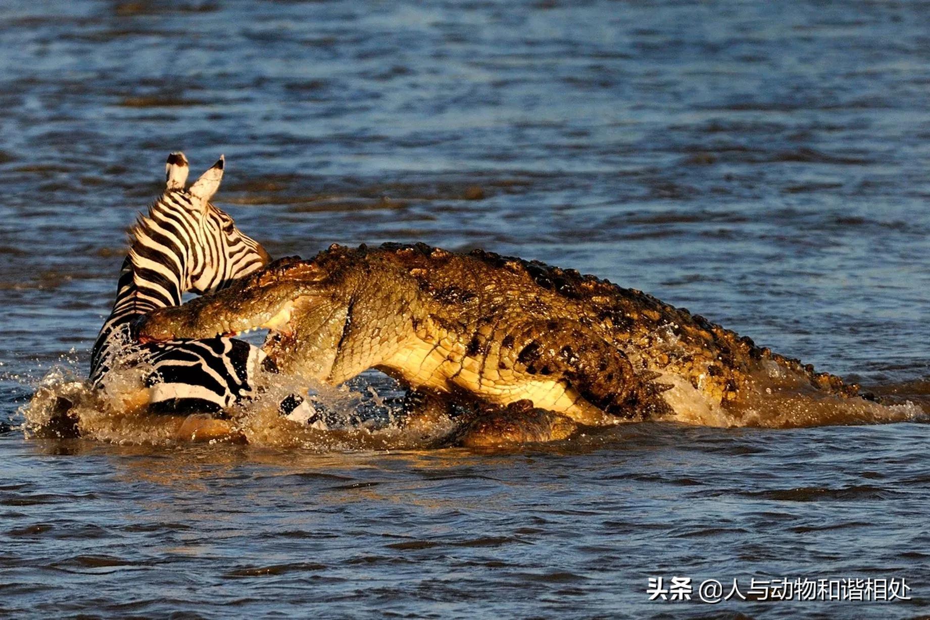 湾鳄vs尼罗鳄的区别，尼罗鳄和湾鳄哪个厉害些