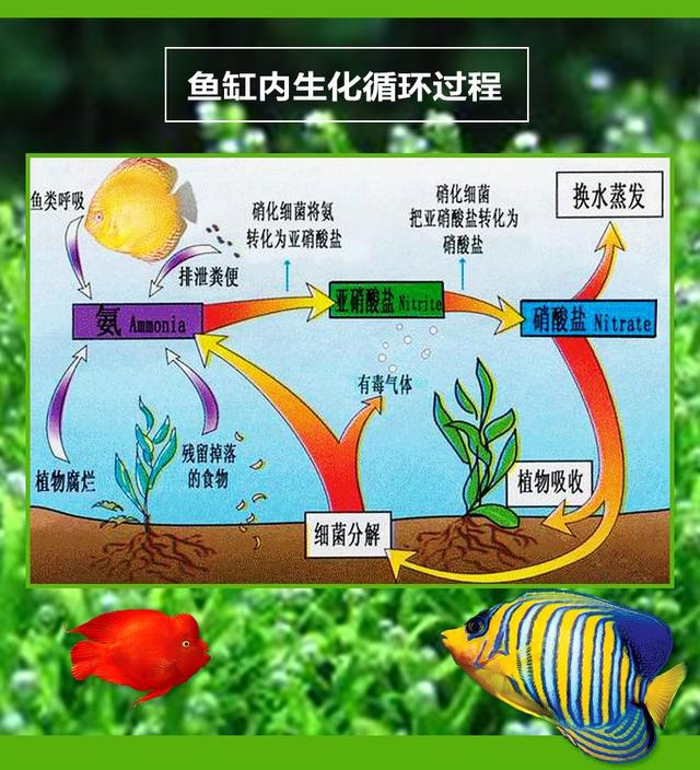 闯缸鱼的养殖：什么种类的鱼更适合？