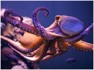 章鱼的饮食习惯 （它们喜欢吃哪些食物？）