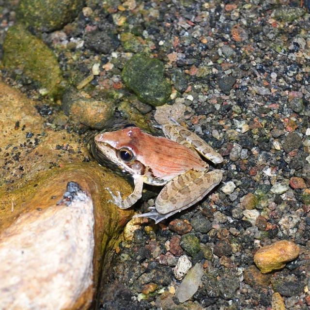 角蛙即将灭绝的预兆（科学家揭示了重要观察和保护的迫切性）