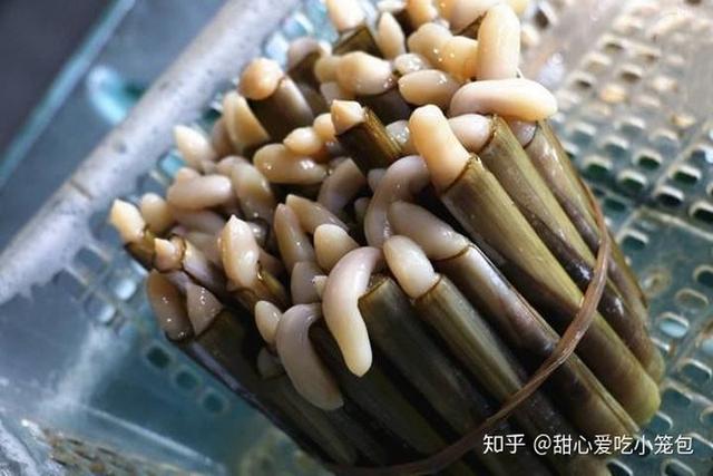 蛏子是海鲜还是河鲜？（探讨蛏子的来源及其适宜食用区域。）