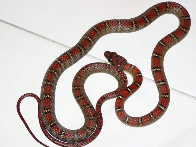 缅北腹链蛇的特点和习性（介绍缅北腹链蛇的特点和生活习性）