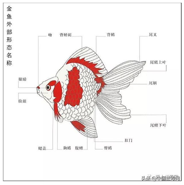 金鱼有牙齿吗（金鱼的口腔构造和牙齿问题）