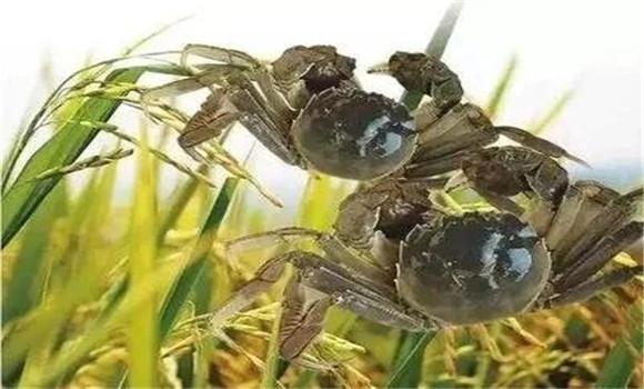 小河蟹（介绍小河蟹的生活习性、养殖技巧与食用价值）