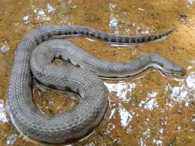 缅北腹链蛇的特点和习性（介绍缅北腹链蛇的特点和生活习性）