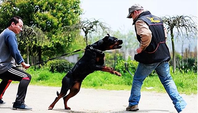 大型狗狗排行榜前十名，体型巨大又威武的犬种推荐