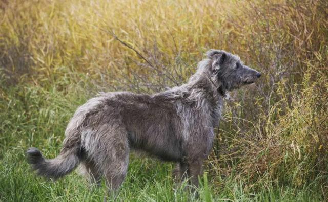 大型狗狗排行榜前十名，体型巨大又威武的犬种推荐