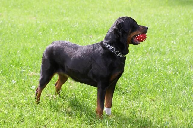 大型狗狗排行榜前十名，体型巨大又威武的犬种推荐