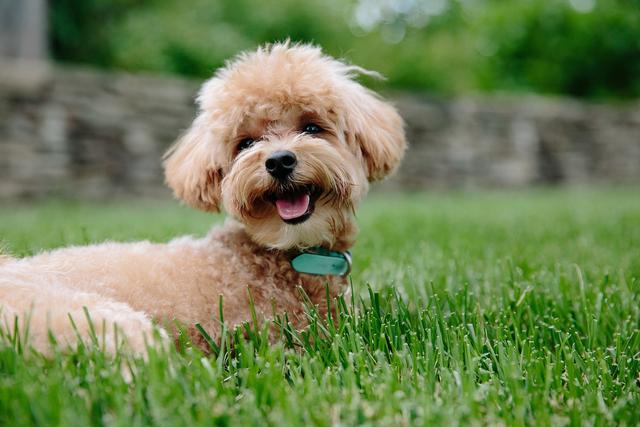 十大宠物狗，推荐受欢迎的宠物犬种榜单