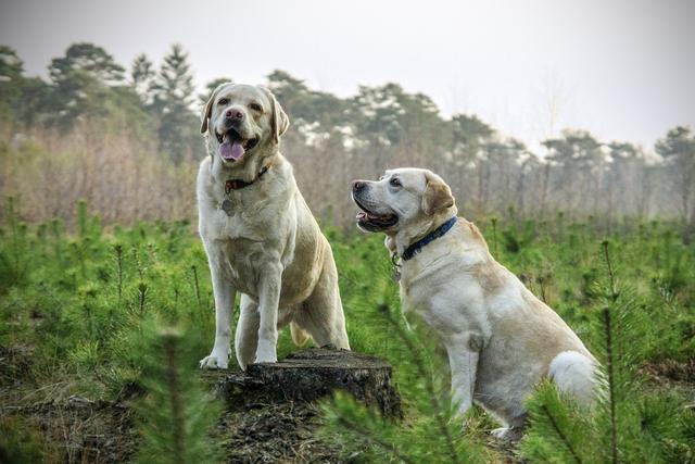 十大宠物狗，推荐受欢迎的宠物犬种榜单