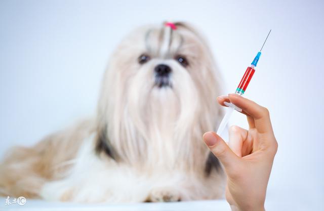 狗狗感染细小病毒需要多长时间才能痊愈（狗狗感染细小病毒通常需要多少天才能康复）