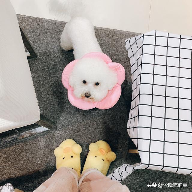 比熊狗粮训练口令：比熊犬饲食手势（例如双手合十摆动）