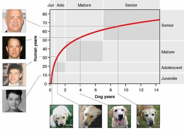 狗狗年龄与人类年龄的对应关系（狗的年龄相当于人的几岁）