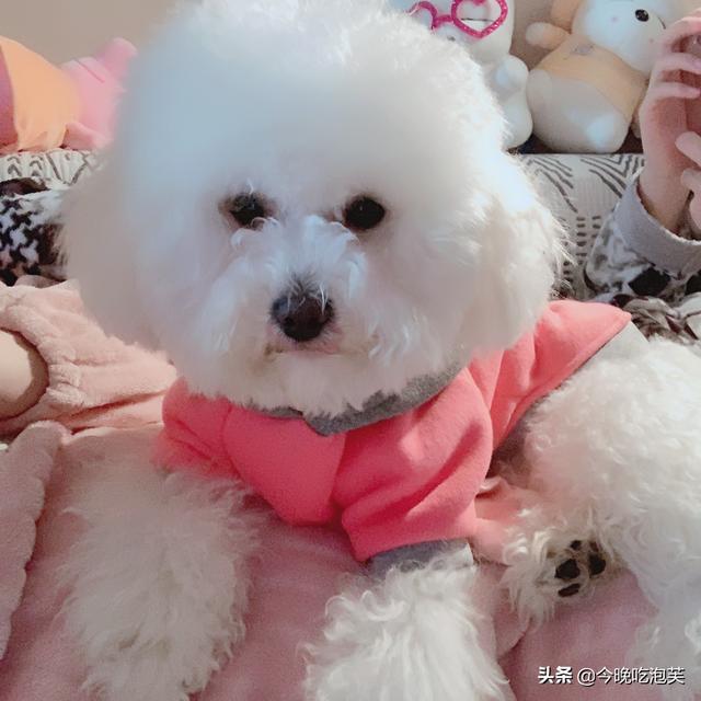 比熊狗粮训练口令：比熊犬饲食手势（例如双手合十摆动）