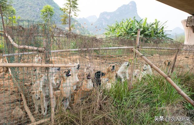 新手如何养肉狗（新手养育肉狗的建议）