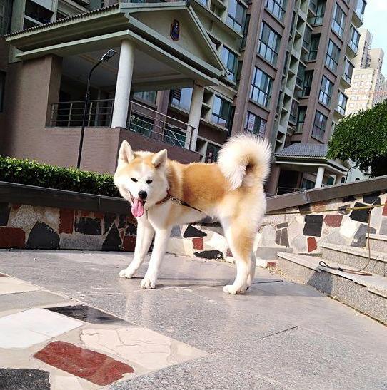 养秋田犬的禁忌，秋田犬护理要点