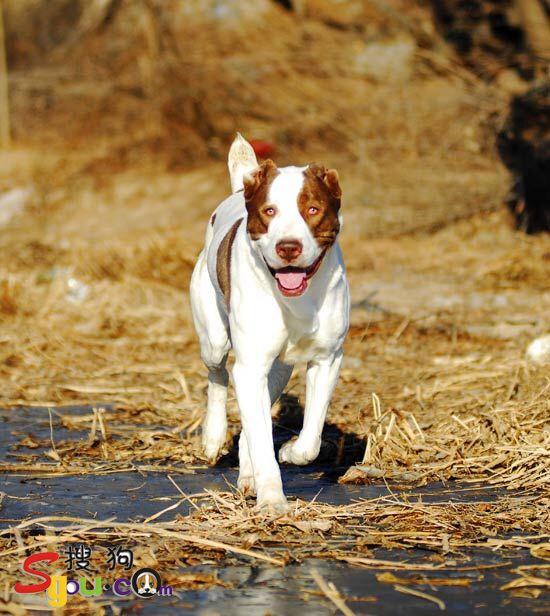 高加索猎狼犬和高加索的区别，高加索犬特点和饲养技巧