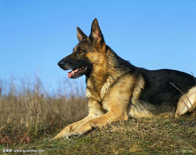 史宾格犬和边牧哪个好，边牧和史宾格犬区别