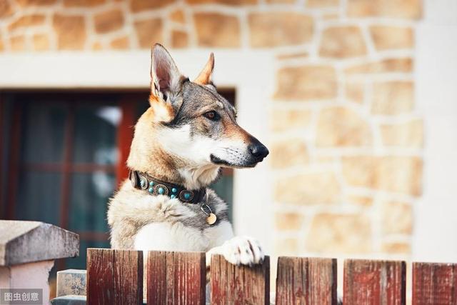 捷克狼犬是狼还是狗，捷克狼犬性格特点