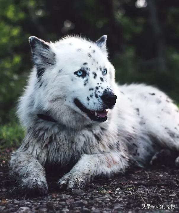 阿拉斯加哈士奇混血，哈士奇混血犬特征