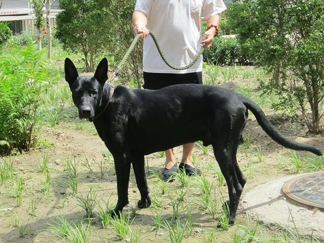 黑狼犬好养吗，黑狼犬饲养需求