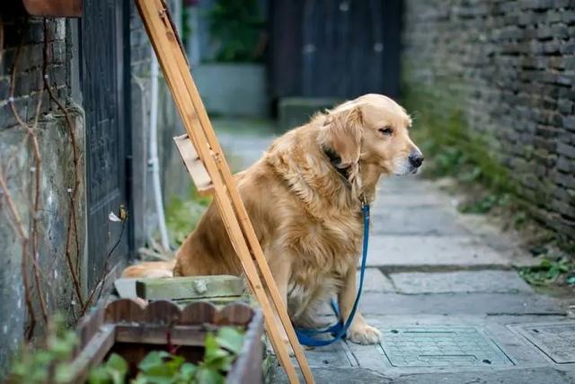 狗的寿命能活多少年，犬的平均寿命是多少岁