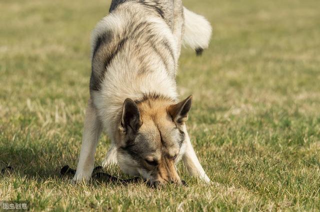 捷克狼犬是狼还是狗，捷克狼犬性格特点