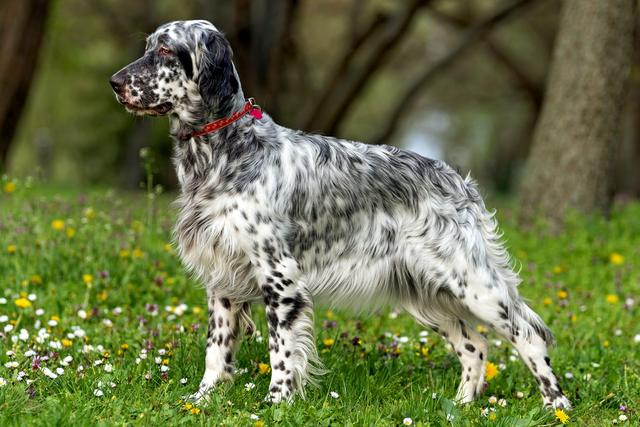 戈登赛特犬，高地牧羊犬