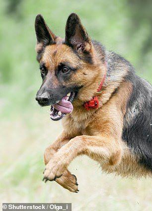 英国猎犬有哪些品种，英国犬种有哪些