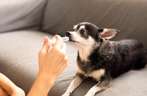 犬心丝虫病症状，心丝虫病预防措施