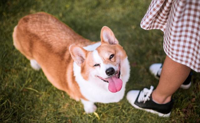 柯基一生认一个主人，忠诚柯基犬