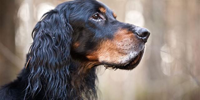 戈登赛特犬，高地牧羊犬