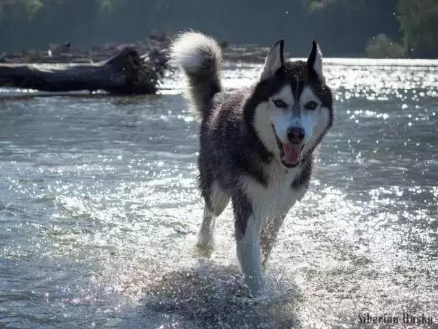 西伯利亚雪橇犬是哈士奇吗，哈士奇是西伯利亚雪橇犬吗