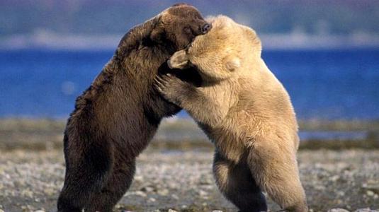 大白熊幼犬，北极白熊幼崽