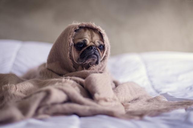 英国猎犬有哪些品种，英国犬种有哪些