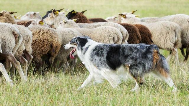 牧羊犬为什么会放羊，牧羊犬训练放羊原理