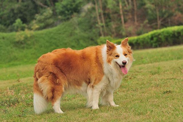 边境牧羊犬详细介绍，牧羊犬品种介绍