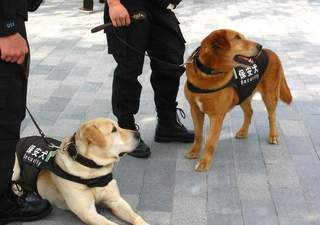 为什么警犬不用莱州红犬，警犬选用原因