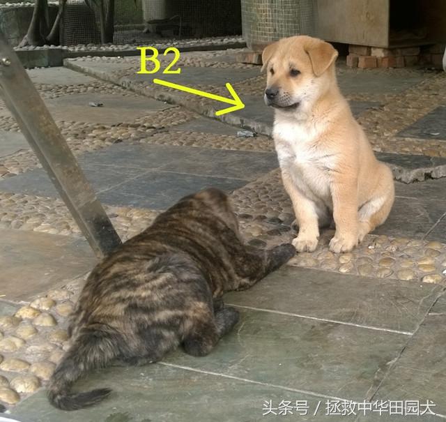中华田园犬最贵的品种，中华田园犬价格